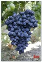 Саженцы винограда Амос