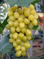 Черенки винограда Флора