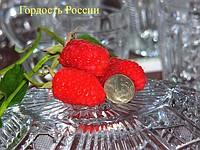 Саженцы малины Гордость России