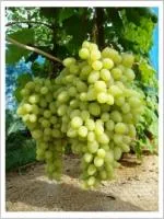 Саженцы винограда кишмиш Долгожданный