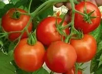 Семена томатов Ричи