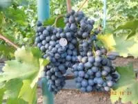 Саженцы винограда кишмиш Черный изумруд