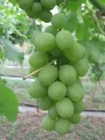 Саженцы винограда Первозванный
