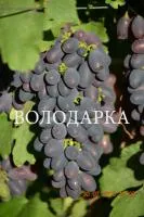 Саженцы винограда Ф-1