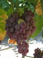 Саженцы морозоустойчивого винограда кишмиш Катавба