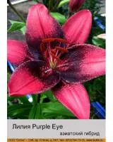 Луковицы Лилий Азиатский гибрид двухцветный Purple Eye