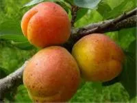 Саженцы абрикоса Знаходка