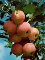 Саженцы яблони Ермолаева 23
