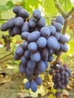 Саженцы винограда Блек гранд