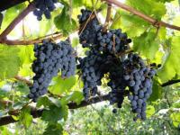 Саженцы технического (винного) винограда