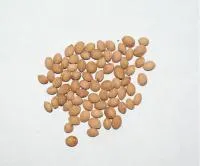 Семена косточки Алычи