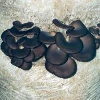 Мицелий грибов Вешенка. Штамм КЧ (китайский черный)