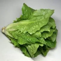 Салат латук