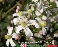 Видовые Клематисы - зимостойкие, неприхотливые, обильно цветущие ароматными цветками.