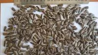 Семечки подсолнечника полосатые / striped sunflower seeds