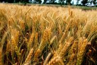 ОЗЕРНА (озимая пшеница от оригинатора- суперэлита)