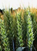 СТАЛЕВА (озимая пшеница от оригинатора- суперэлита)