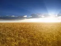 Пшеница озимая, семена