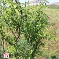 Ива вавилонская "Tortuosa" (Salix babylonica) C10