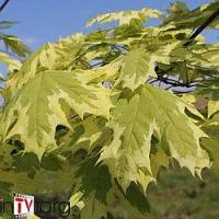 Клён остролистный "Drummondi" (Acer platanoides) С25