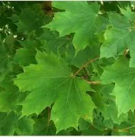 Клен остролистный ''Глобосум' (Acer platanoides 'Globosum')