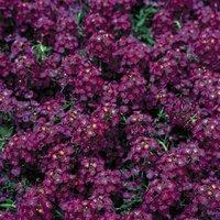 Семена Benary: Алиссум морской, Lobularia maritima Wonderland™ 10 расцветок