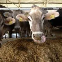 Комбикорм для дойных коров