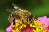 Здоровые пчелы – это основа успешного пчеловодства