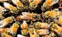 Пчеломатки 2022 г. (Бакфаст, Карника, Карпатка)