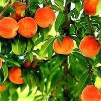 Саженцы персика Валиант средний
