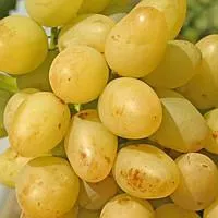 Саженцы винограда Аркадия ранний