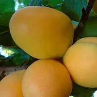Саженцы абрикоса Ананасный средний
