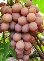 Саженцы винограда Хамелеон ранний