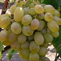 Саженцы винограда Новый подарок Запорожья