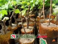 Черенки винограда Розовая Дымка ранний