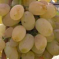 Саженцы винограда Лора ранний