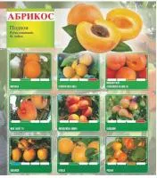 Саженцы абрикоса 1 класс из Сербии