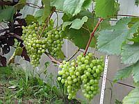 Саженцы винограда Шасла Гайлюноса