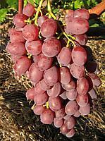 Саженцы винограда Симпатия