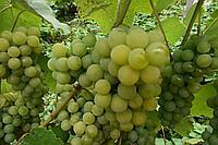 Саженцы винограда Киевский крупный