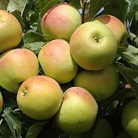 Саженцы яблони Заря Алатау
