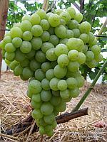 Саженцы зеленого винограда ПГ-96