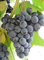 Саженцы не укрывного винограда Симоне