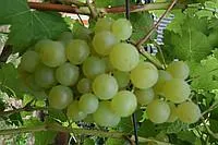 Саженцы винограда Любава