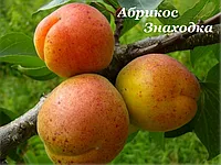 Саженцы абрикос Знаходка