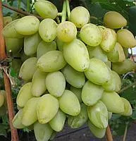 Саженцы винограда Мускат Летний