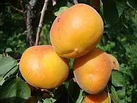Саженцы абрикоса Никитский