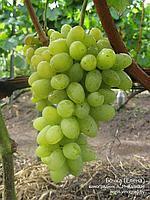 Саженцы зеленого винограда Елена(Бочка)