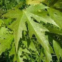 Клён серебристый (Acer saccarinum)
