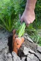 Морковь НАВАЛ F1 1,8-2,0 (1 000 000 семян) Bejo